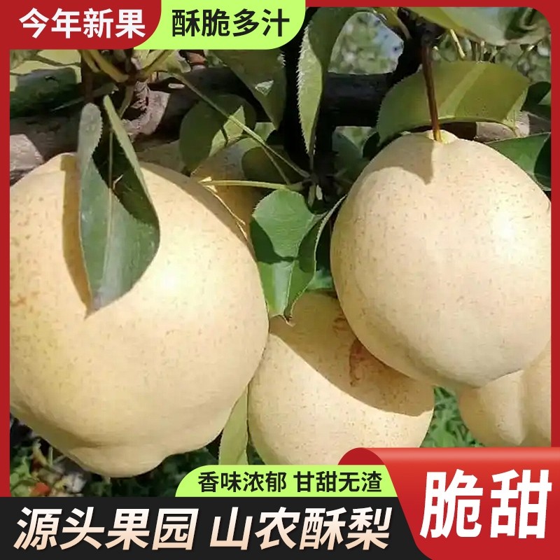 山农酥梨新鲜采摘正宗山东酥梨无渣皮薄肉厚大果9斤整箱时令水果