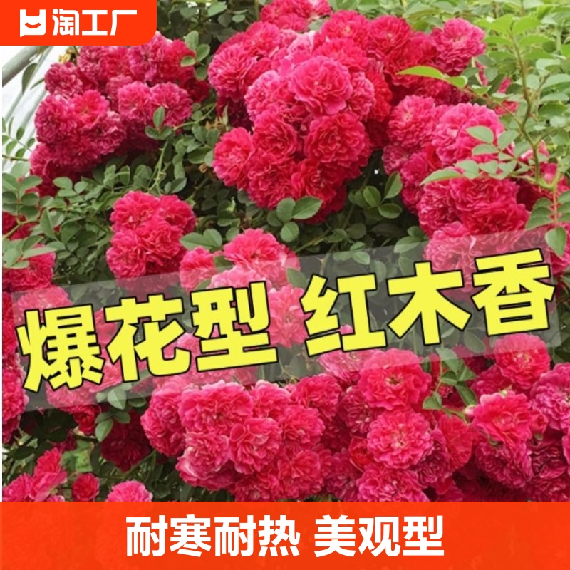 木香花爬藤花卉庭院阳台四季浓香