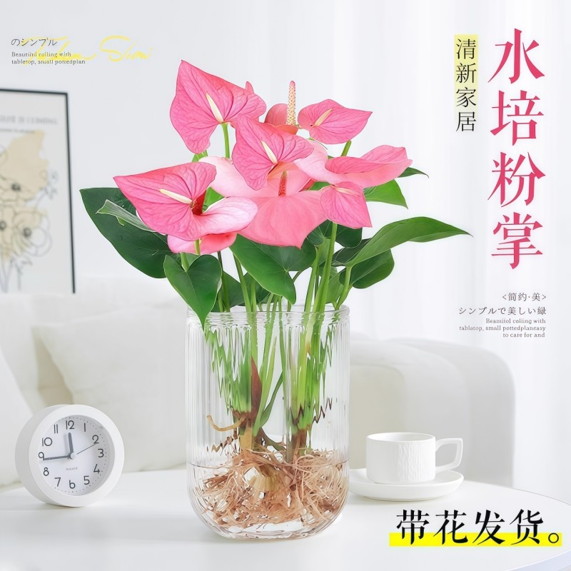 水培植物粉掌盆栽花卉植物室内办公室桌面四季常青好养活红掌绿植