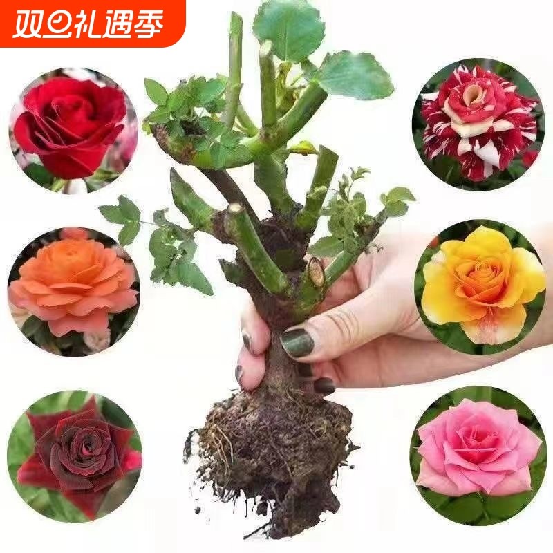云南玫瑰月季老桩大苗切花品种庭院阳台四季开大花基地开花卡罗拉