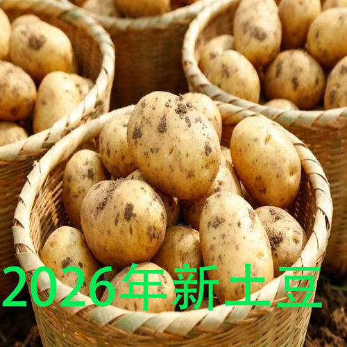 2026年新土豆贵州高山黄心