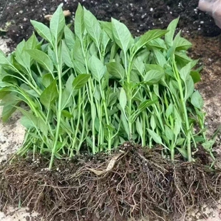 种植朝天椒 辣椒苗辣子蔬莱苗薄皮椒苗长线椒苗螺丝椒苗牛角椒四季
