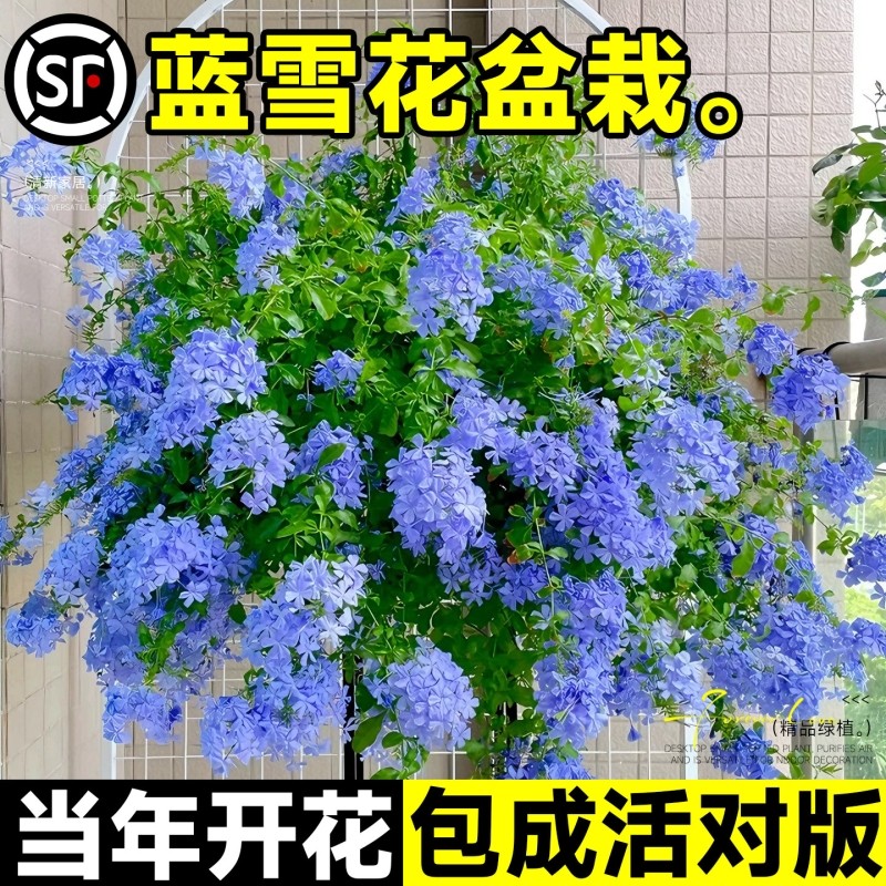 蓝雪花盆栽花卉大苗绿植栀子花懒人适合阳台长好养的鲜花带花庭院
