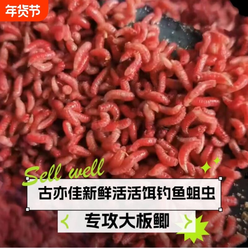 活钓鱼蛆虫活体鱼饵肉蛆蛆牙子活虫红色活蛆大蛆钓白条马口红蛆