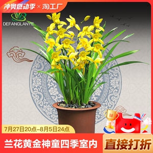 兰花苗大花蕙兰黄金小神童四季室内花卉盆栽植物阳台客厅庭院