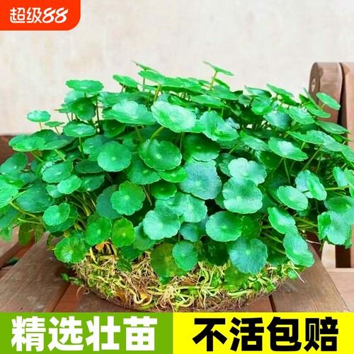 茂盛带叶铜钱草包成活
