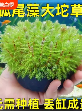 鱼缸专用水草狐尾藻坨草养龟养鱼造景绿植净水懒好养活后景草淡水