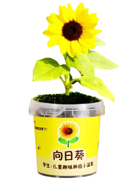 学生向日葵种植盒|千人回购