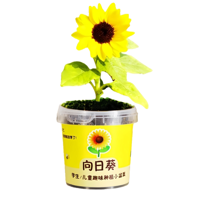 学生向日葵种植盒|千人回购