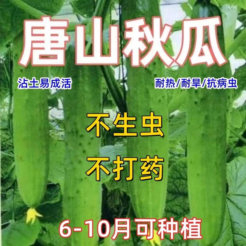 唐山秋瓜种子秋黄瓜旱黄瓜籽春季秋季高产水果黄瓜蔬菜种子耐热