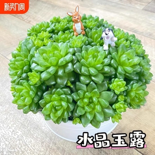 水晶玉露草玉露多肉小盆景植物室内花卉绿植盆栽玉露桃蛋精品老桩