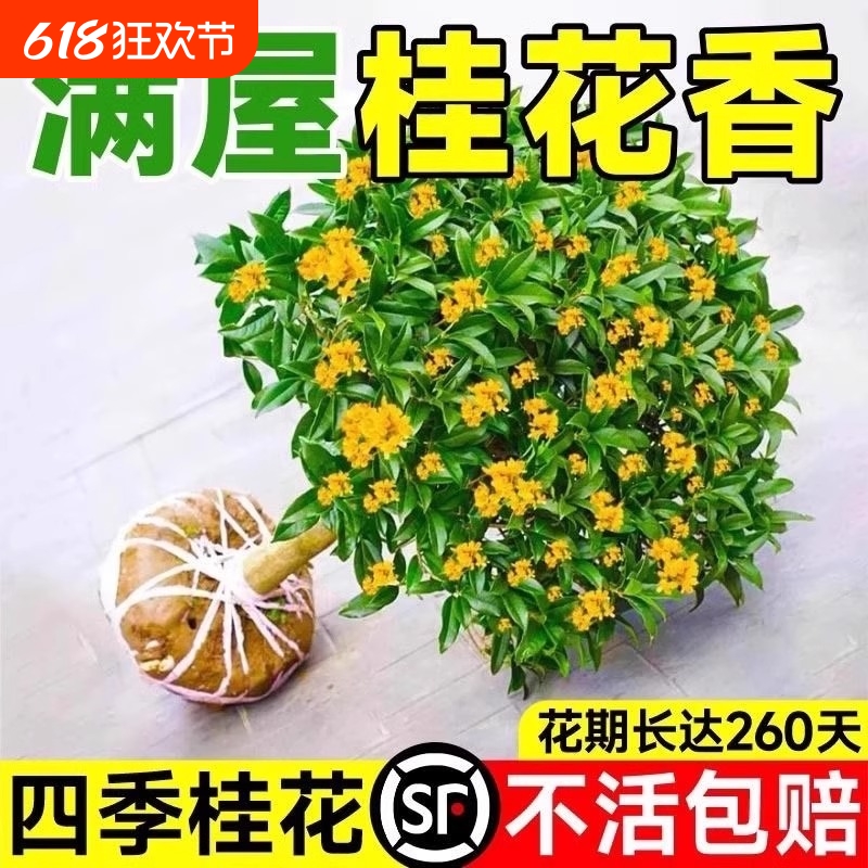 桂花树苗盆栽室内花卉植物金桂丹桂庭院大树浓香型绿植开花四季桂