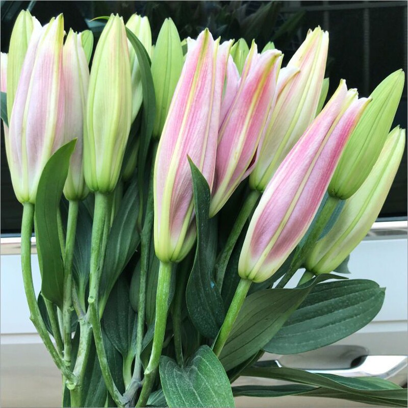香水百合鲜花花束云南直发同城配送速递多头婚礼双头百合花黄天霸