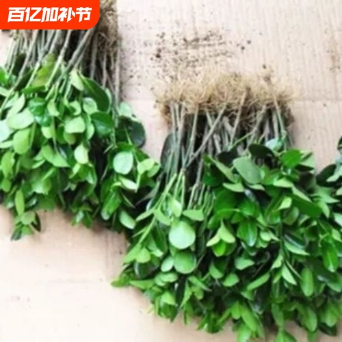 四季常青冬青苗绿化|958人收藏