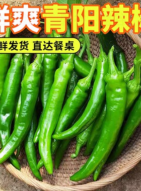 山东本地青阳土辣椒香辣脆嫩正宗当季现摘新鲜蔬菜批发微辣