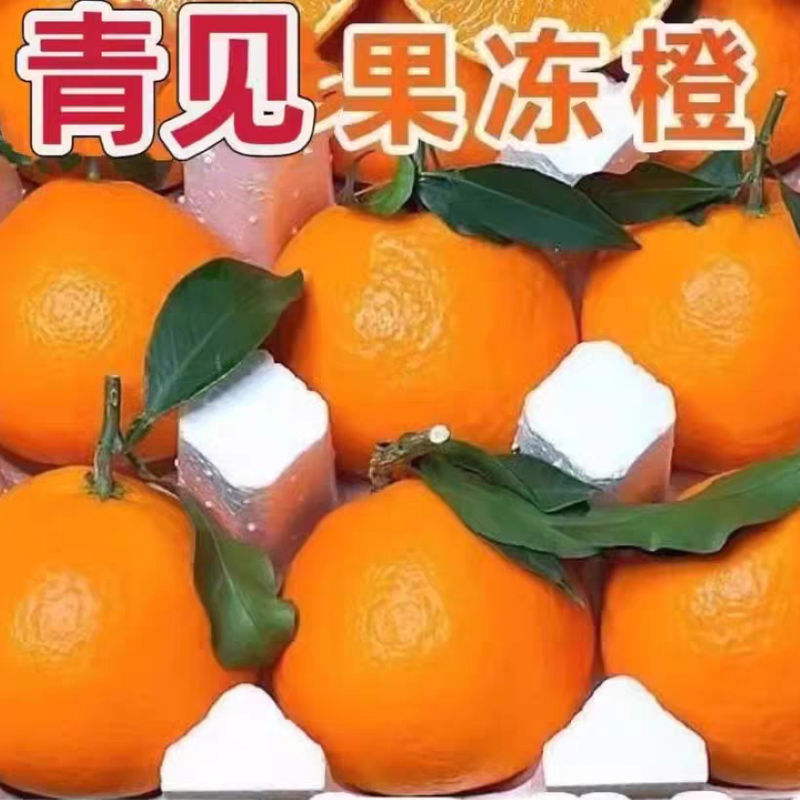 四川正宗青见果冻橙新鲜青见柑橘手剥橙应季水果孕妇柑橘橙子桔子