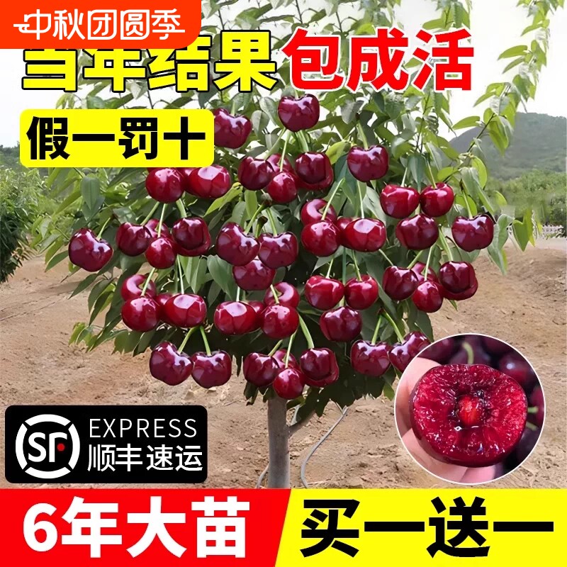 车厘子树苗樱桃树苗南方北方种植图片