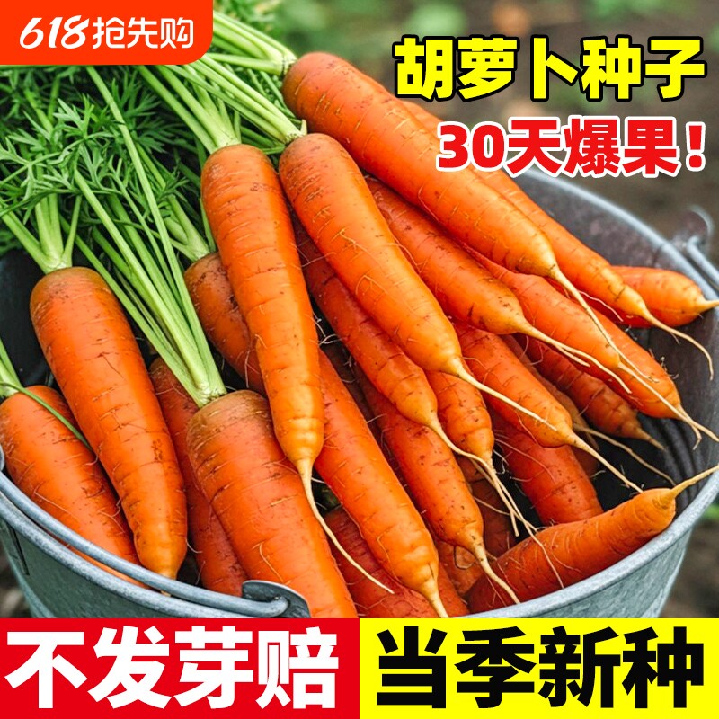 胡萝卜种子籽种红罗水果萝卜四季秋冬蔬菜种籽大全种孑高产种植