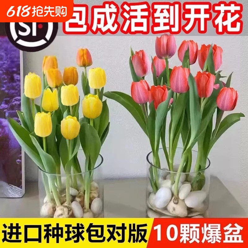 郁金香种球水培花卉土养植物室内观赏花四季好活盆栽苗鲜花种籽子