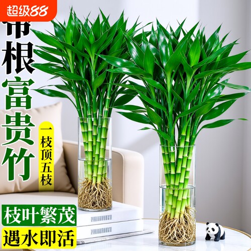 带根富贵竹水培植物粗杆客厅招财竹节盆栽开运水养节节高桌面绿植