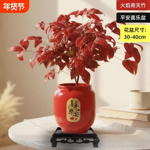 火焰南天竹盆栽年宵花耐寒好看绿植禅意盆景客厅桌面新手好养植物