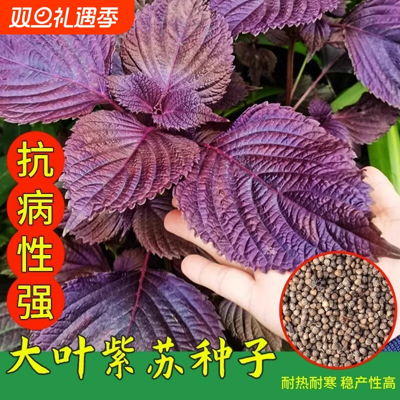 紫苏种子紫苏叶种籽盆栽菜种子可食用苏子籽四季可播易种蔬菜种子