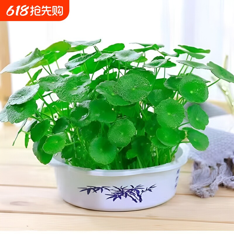 水培铜钱草招财植物带叶金钱草办公桌面盆栽室内水养土培绿植花卉