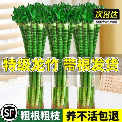 文昌竹4支金榜题名富贵竹水培转运竹四季盆栽绿植物室内客厅办公