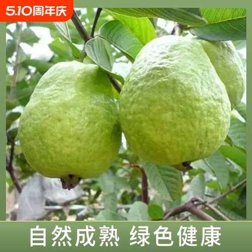 正宗珍珠番石榴脆甜白心芭乐
