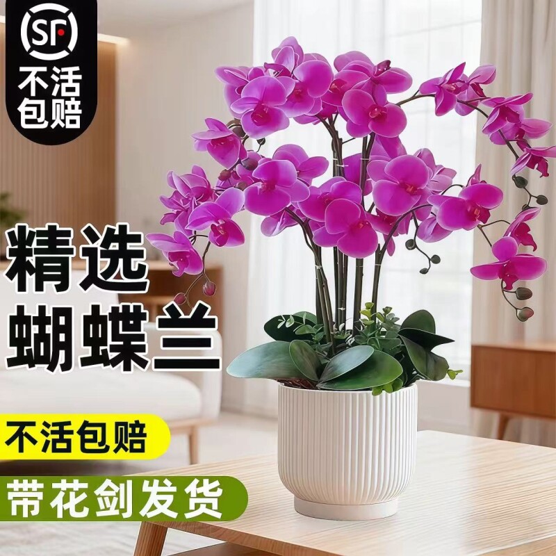 蝴蝶兰花苗带花剑带花苞盆栽兰花大苗客厅室内植物花卉四季好养活图片