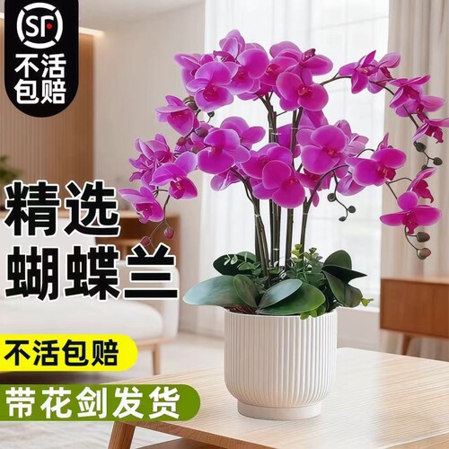 蝴蝶兰花苗带花剑带花苞盆栽兰花大苗客厅室内植物花卉四季好养活