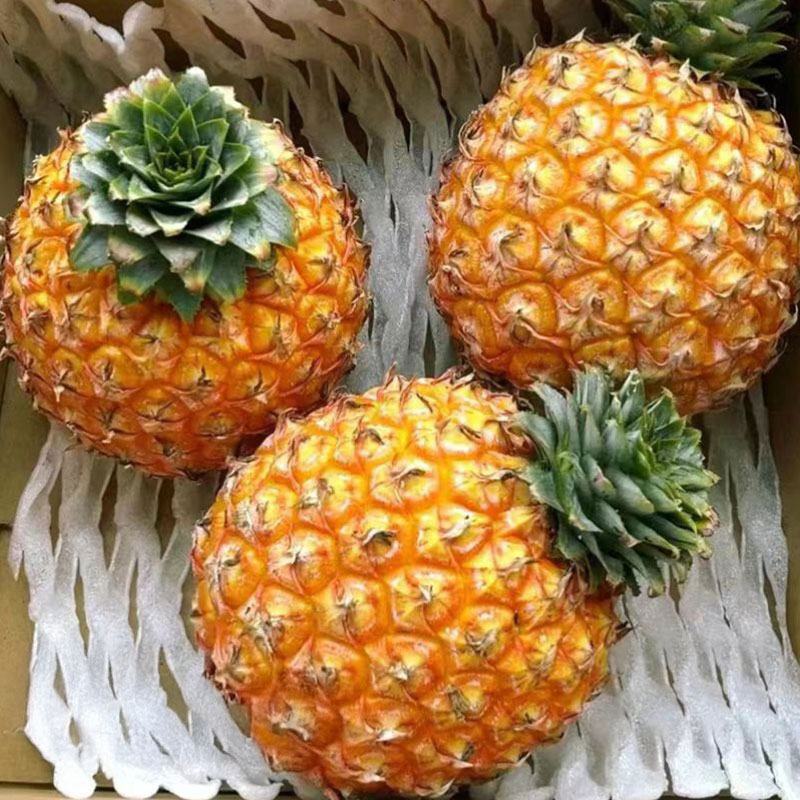 淡淡芒果香海南芒果凤梨新鲜采摘