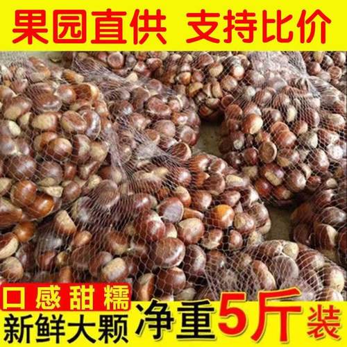 2025年新鲜板栗糖炒栗子生板栗现摘的板栗散装