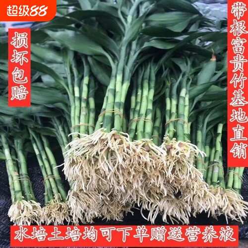带根富贵竹水培植物水养水竹