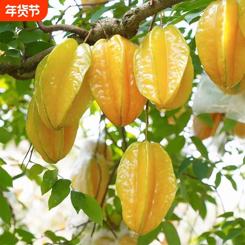 【优选】茂名杨桃降火清火水果新鲜杨桃水果新鲜黄金杨桃应季水果,水产肉类/新鲜蔬果/熟食,杨桃,淘宝优惠券,粉丝福利购,淘宝优惠卷