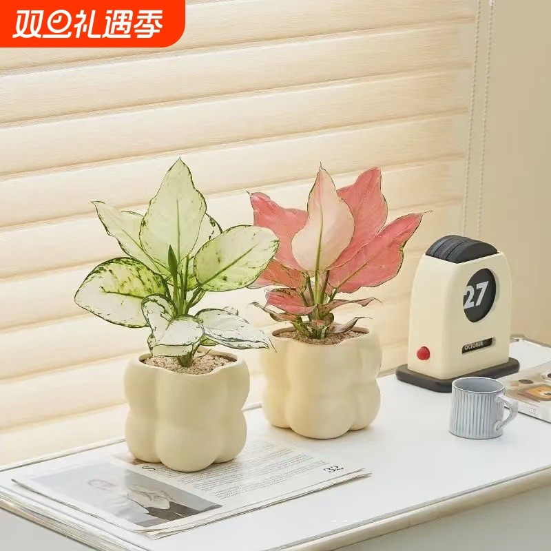 办公室桌面绿植盆栽室内客厅吉利红四季好养发财树虎皮兰卧室奶油