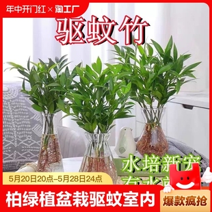 常青 水培竹柏绿植富贵竹盆栽驱蚊竹水培植物室内客厅好养耐寒四季