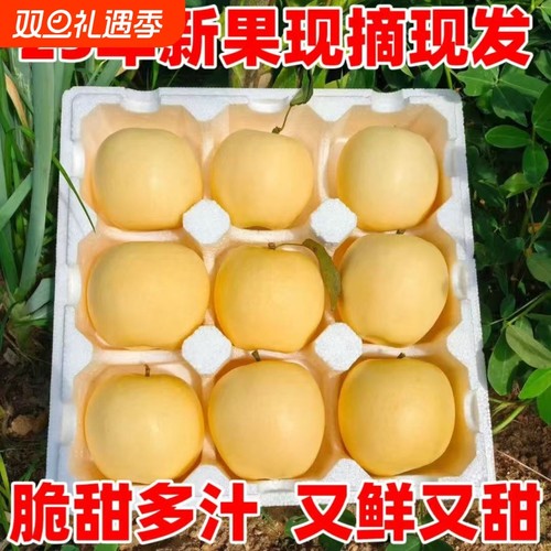 精美礼盒山东新鲜奶油白苹果牛奶脆甜富士苹果5现摘现发多汁采摘