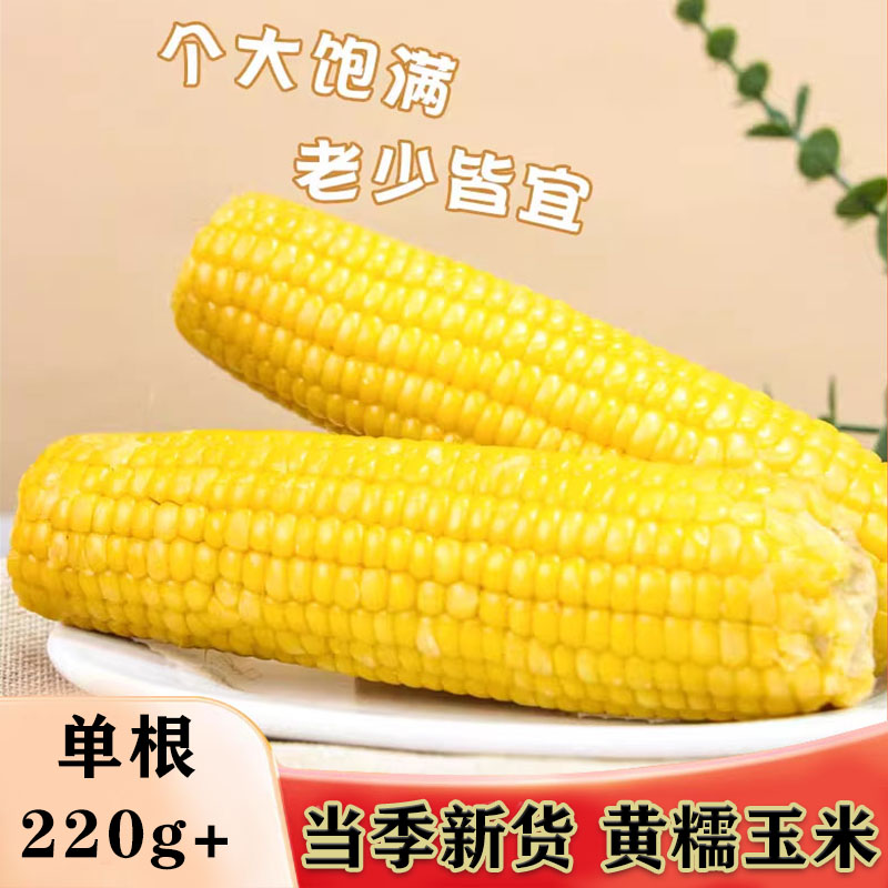 熟甜黄糯玉米棒即食真空装黄糯玉米代餐早餐粗粮