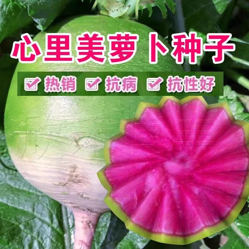 老品种心里美萝卜种子抗病满堂红绿皮红心水果萝卜秋季种蔬菜种子