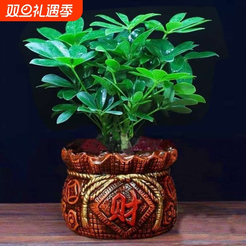 八方来财鸭脚木盆栽植物室内绿植七叶莲吸甲醛净化空气观赏鸭脚木