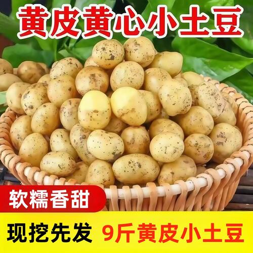 新鲜现挖黄皮小土豆农家自种黄心黄皮土豆洋芋马铃薯蔬菜零添加