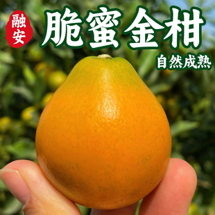 正宗广西脆蜜金柑3/5斤第三代融安脆蜜金桔当季新鲜水果超甜多汁