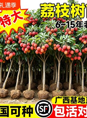 特大号荔枝树苗嫁接果树苗无核桂味庭院盆栽水果苗四季种植进奉