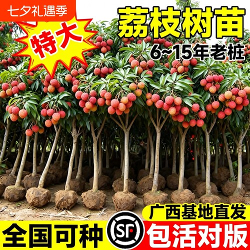 特大号荔枝树苗嫁接果树苗无核桂味庭院盆栽水果苗四季种植进奉