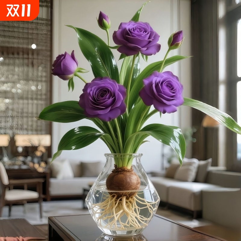 新品浓香型玫瑰花蚊虫重瓣水培好养耐热花卉办公室内绿植盆栽