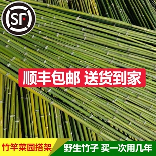 竹竿小竹杆菜园搭架子篱笆栅栏菜旗杆阳台植物豆角黄瓜爬藤花架