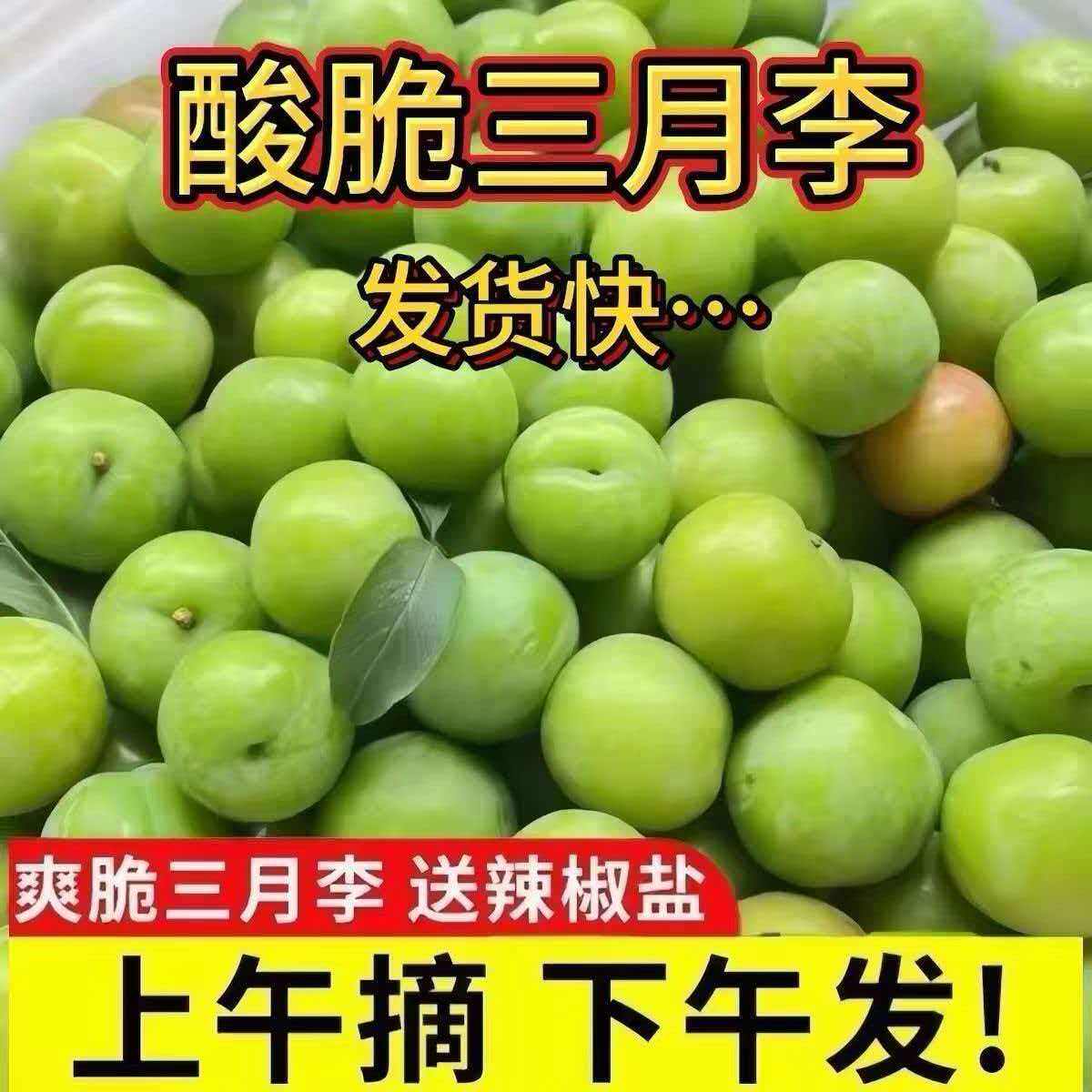 【正宗三月李】青脆酸李子现摘现货孕妇当季水果新鲜批发大果酸李