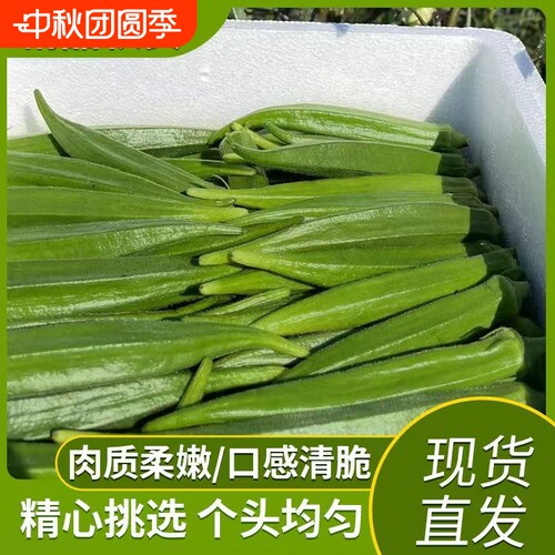 新鲜秋葵现摘现发秋葵新鲜蔬菜秋葵鲜嫩黄秋葵净重现摘现发秋葵