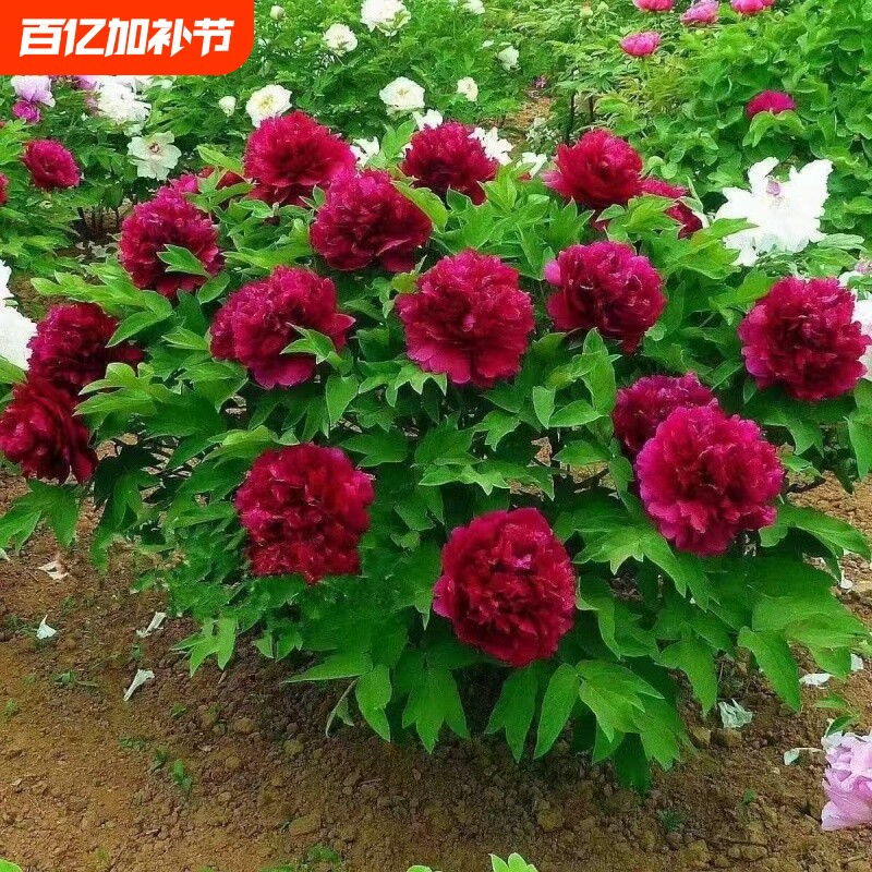 带芽发货重瓣芍药花苗花卉正宗牡丹四季开花好养大花阳台多年生